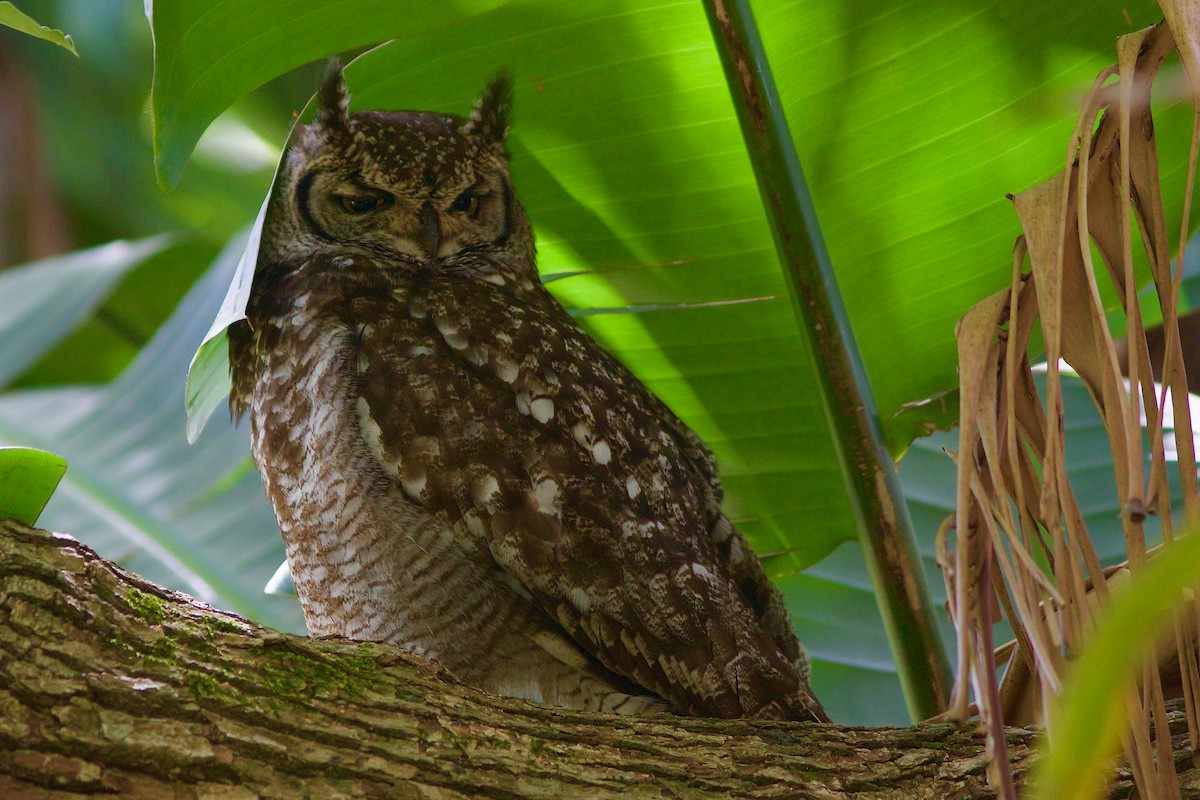 Spotted Eagle-Owl - ML546979991