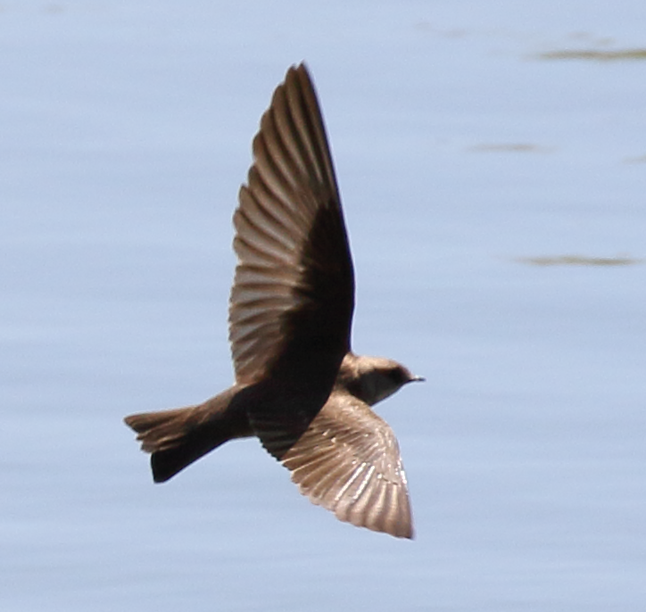 Northern Rough-winged Swallow - C. Jackson