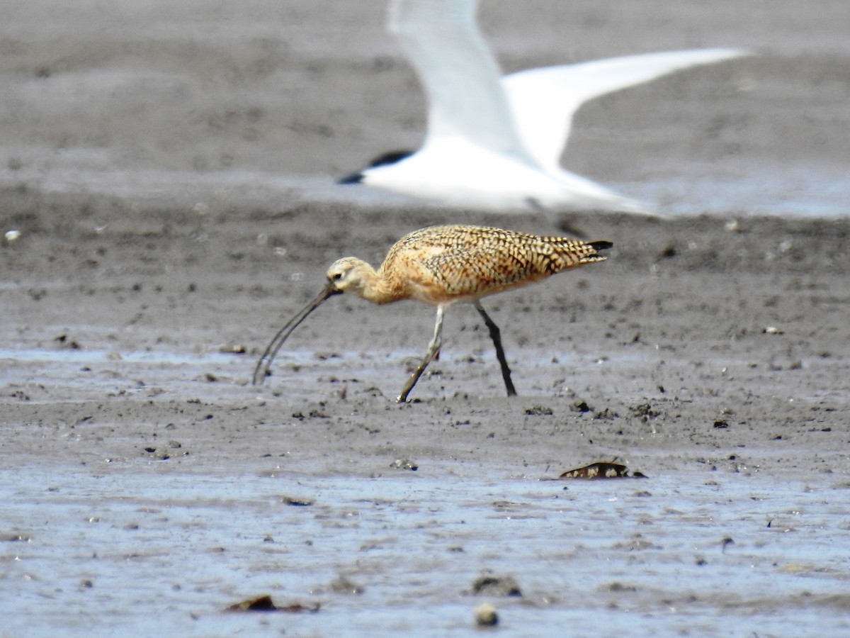 Long-billed Curlew - ML546980911