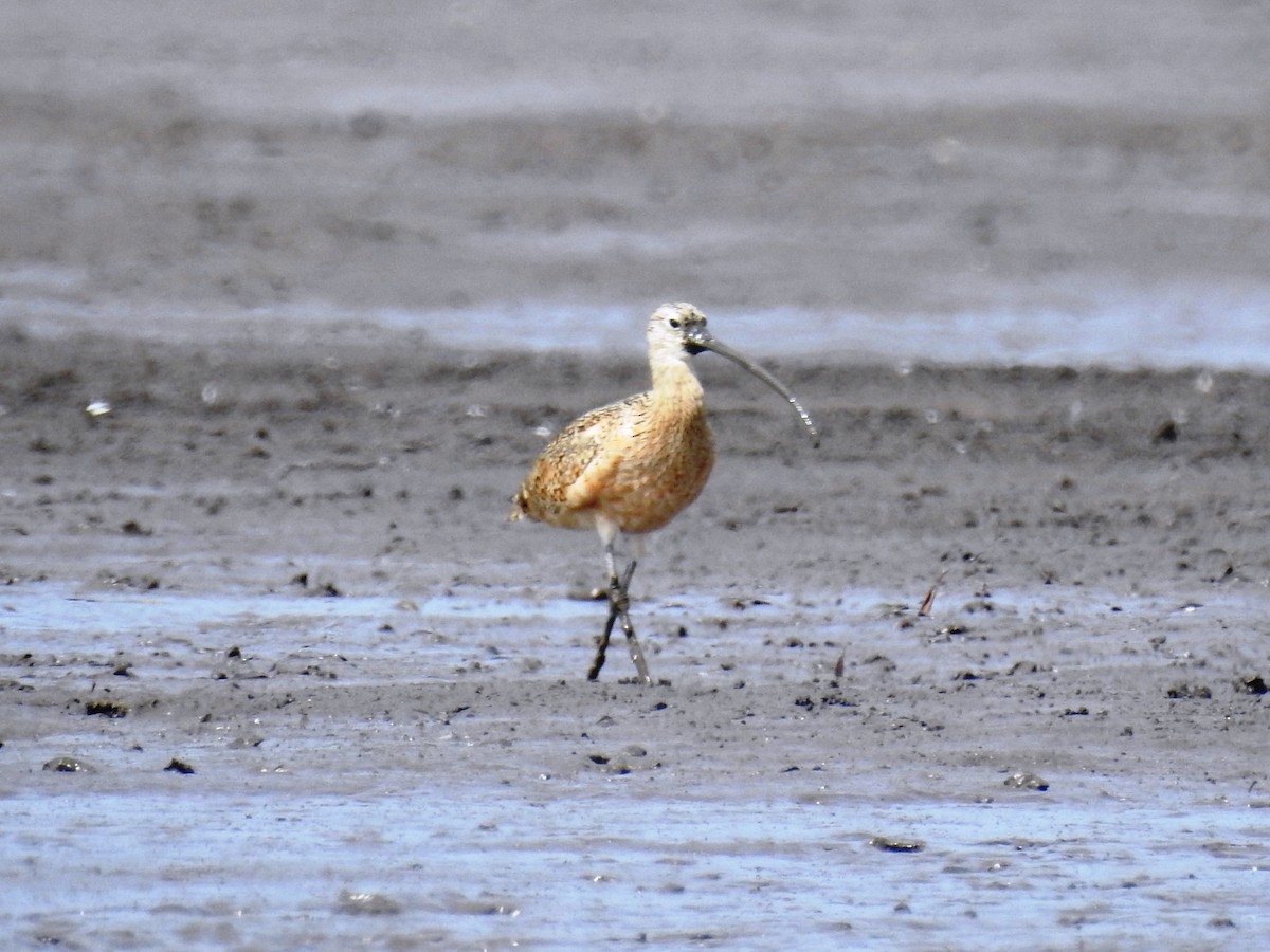 Long-billed Curlew - ML546980921