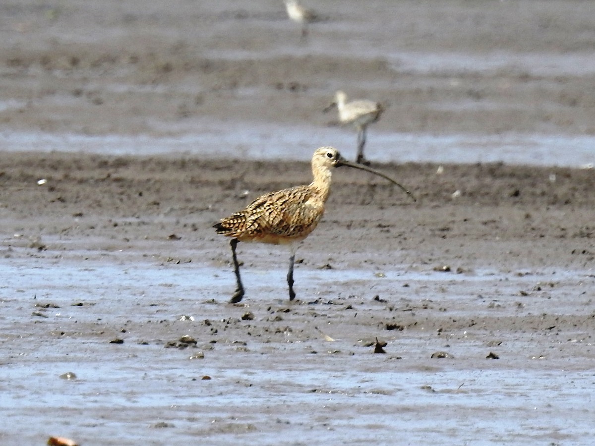 Long-billed Curlew - ML546980941