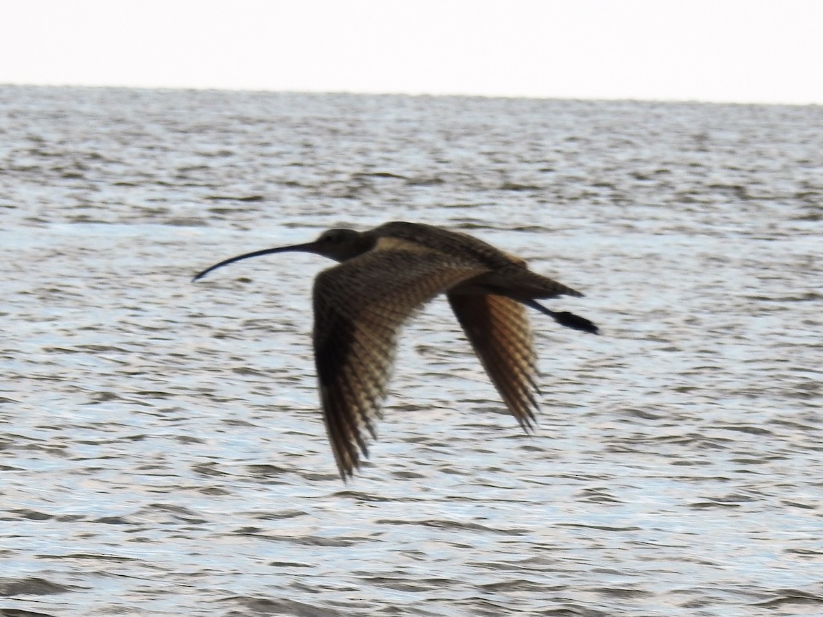 Long-billed Curlew - ML546980961