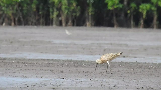 Long-billed Curlew - ML546981701
