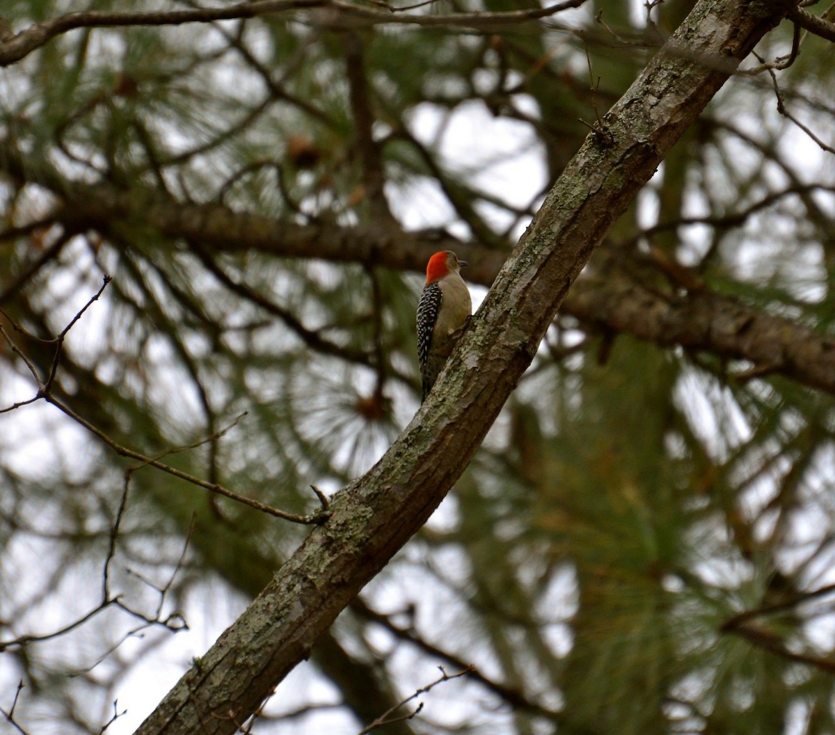 Red-bellied Woodpecker - ML54698261