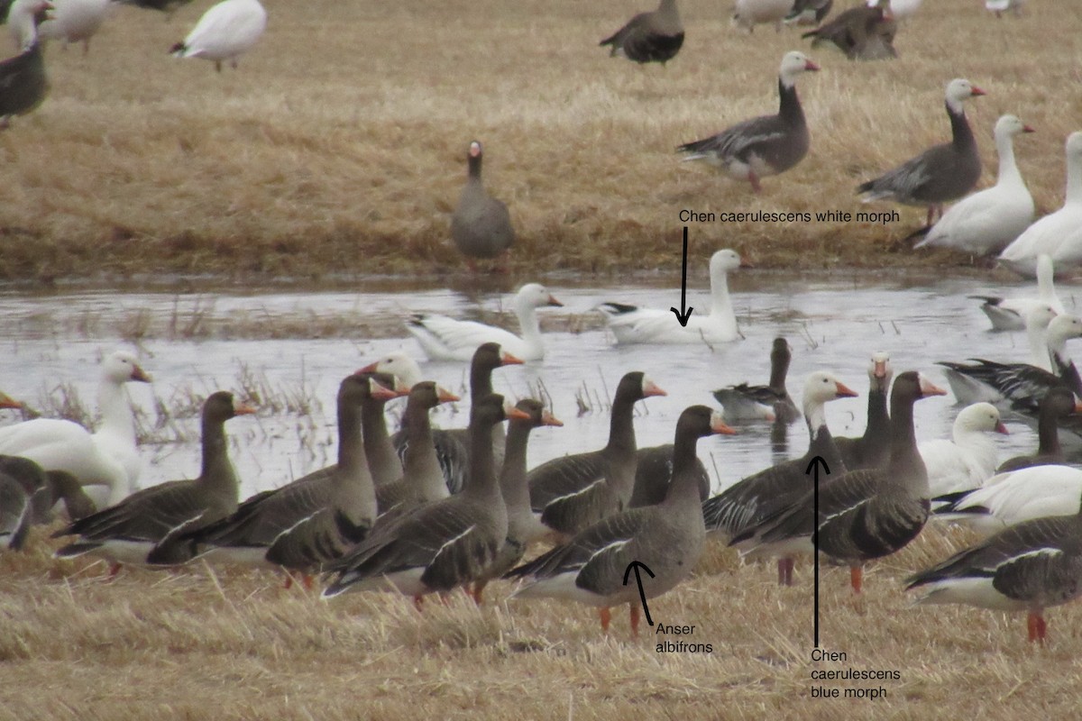 Greater White-fronted Goose - ML54698391