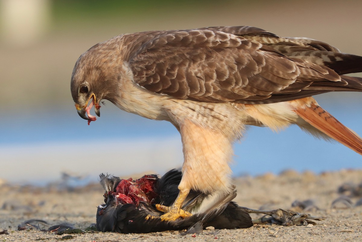 Red-tailed Hawk - vijay t