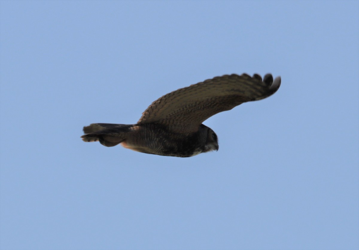 Great Horned Owl - ML546989081