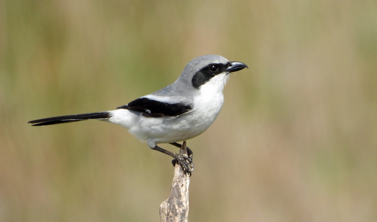 Loggerhead Shrike - Mark Penkower