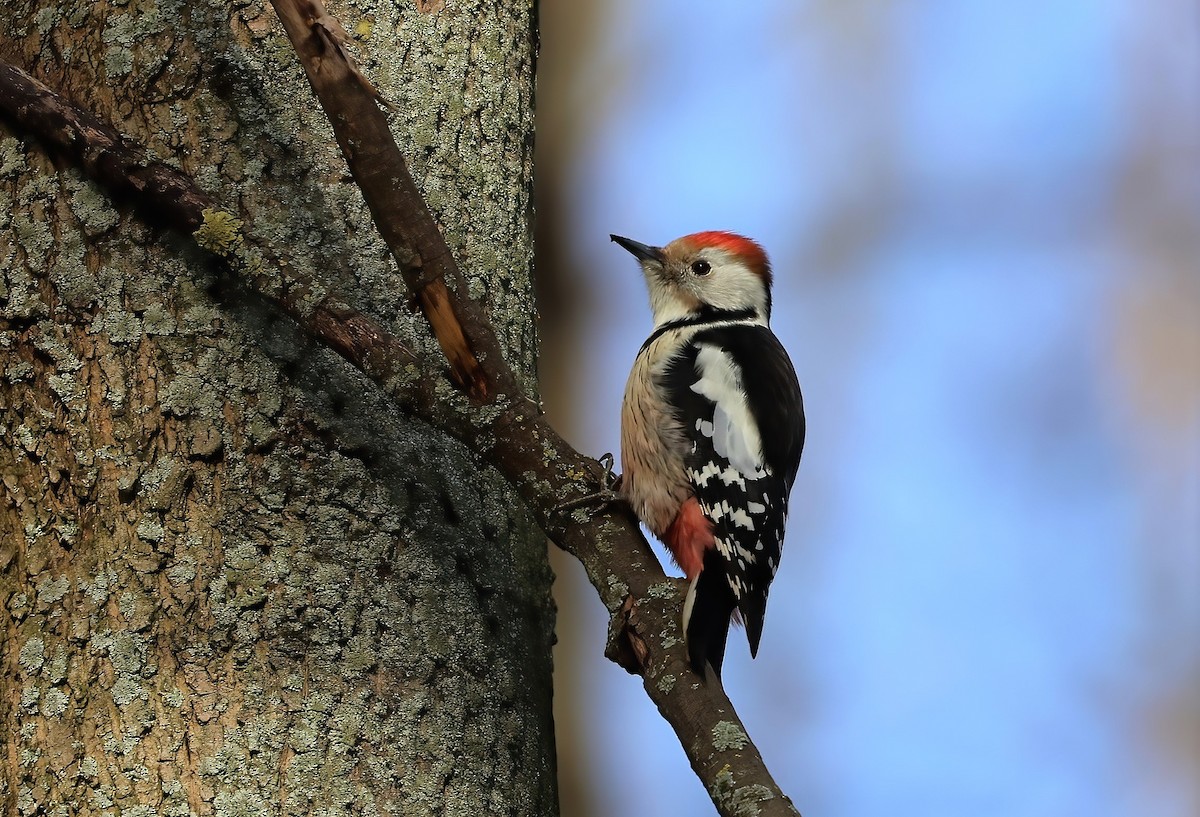 Middle Spotted Woodpecker - ML546992031