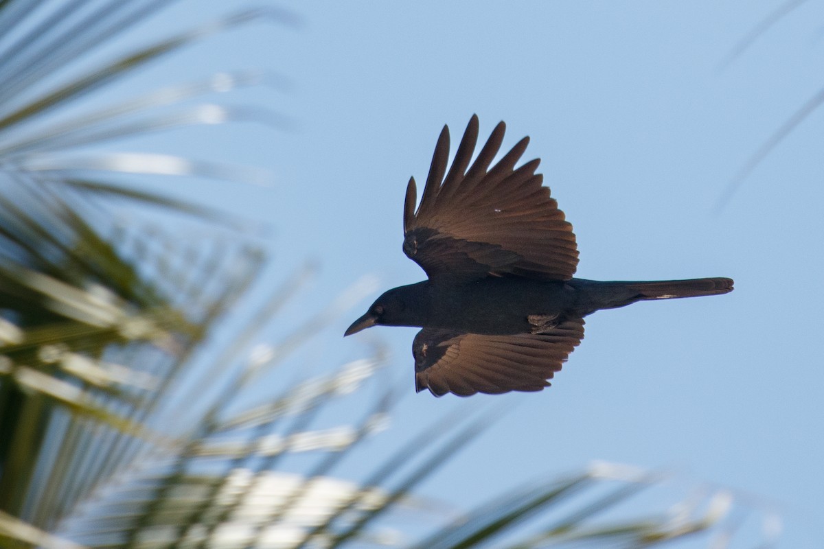 Sinaloa Crow - ML546995511