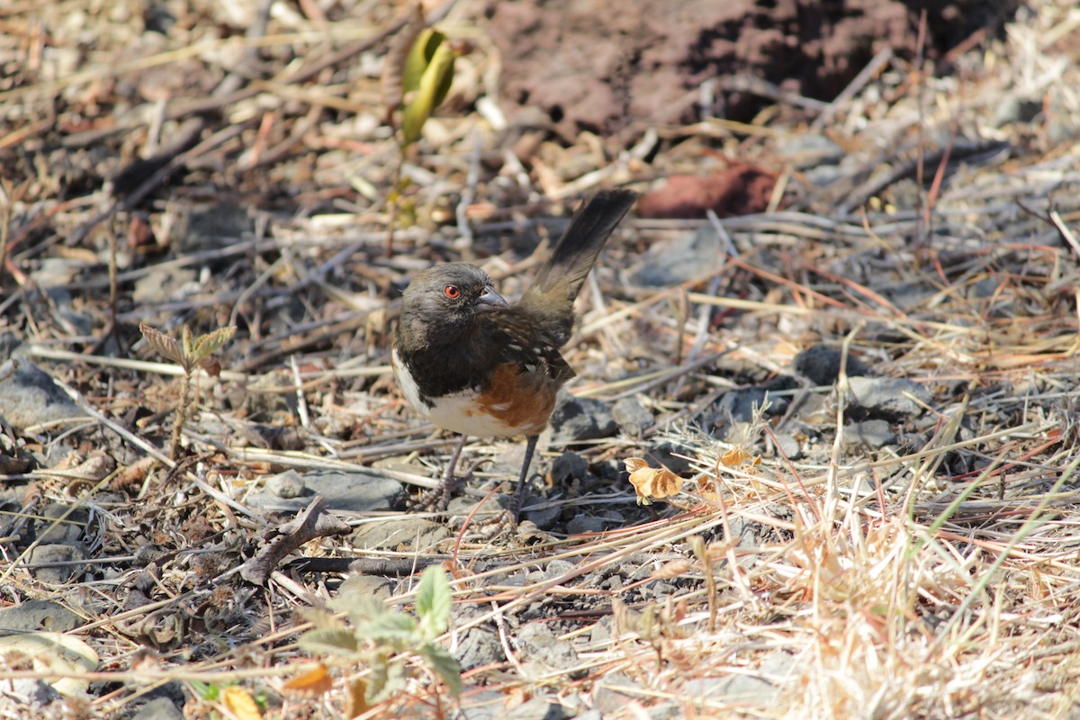 Spotted Towhee - ML546995611