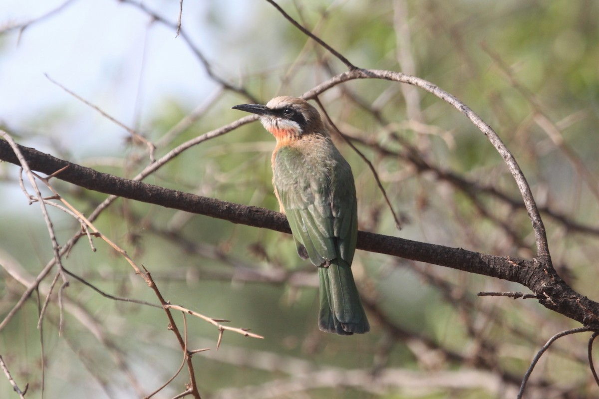 White-fronted Bee-eater - ML546997591