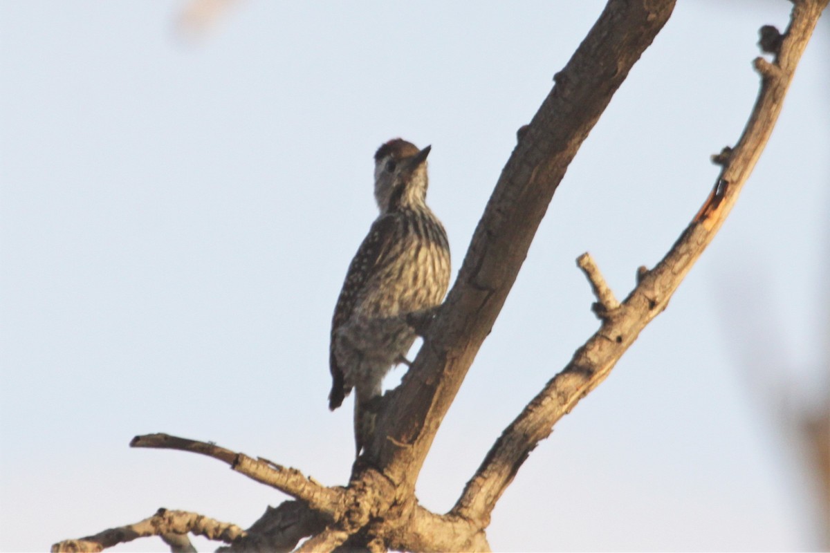 Cardinal Woodpecker - ML546998521