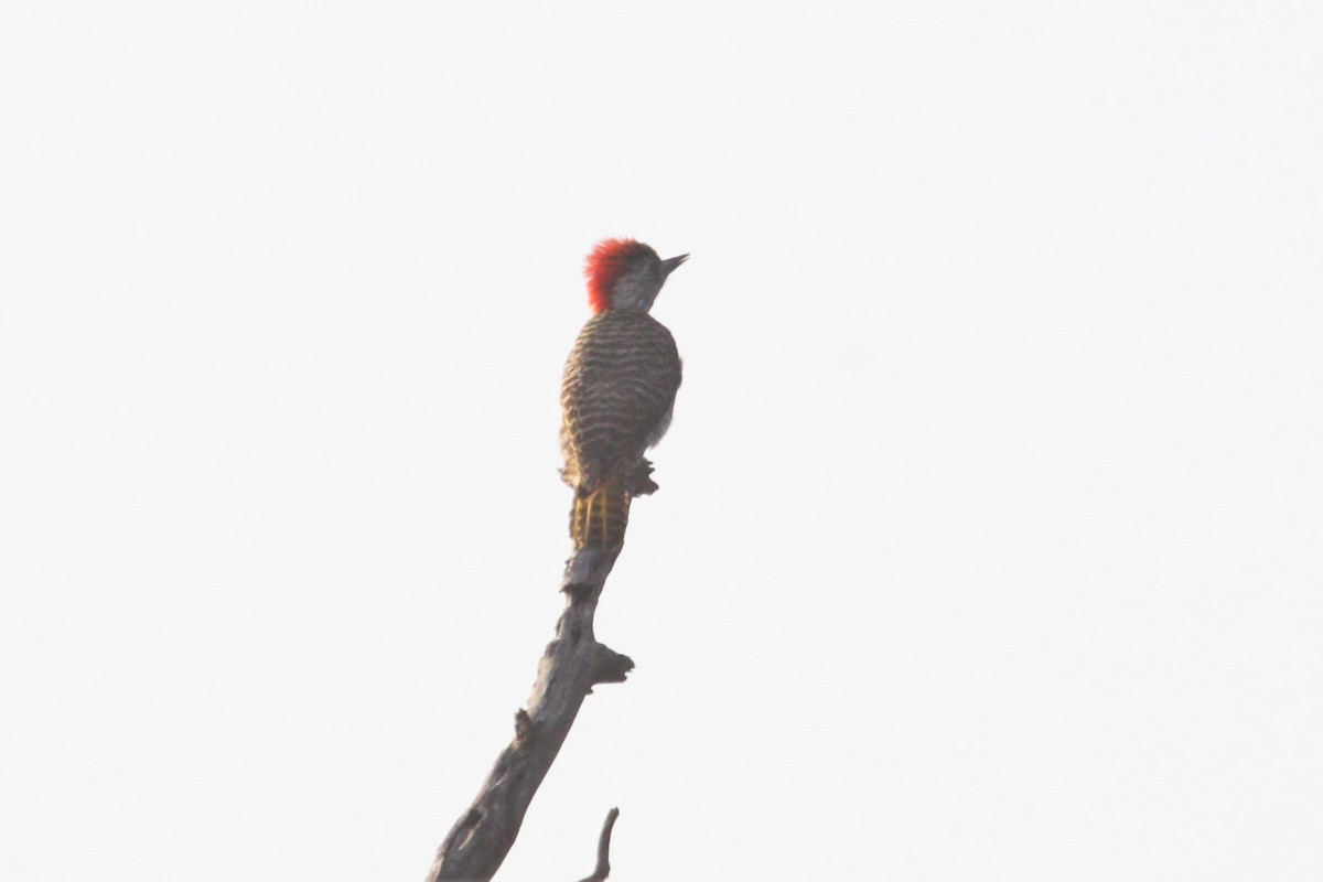 Cardinal Woodpecker - Ken McKenna