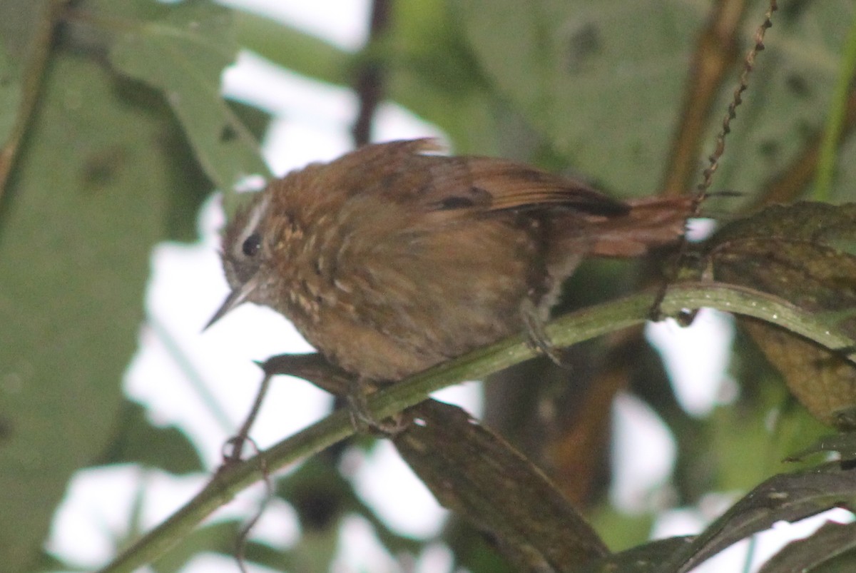 White-browed Spinetail - ML546999691