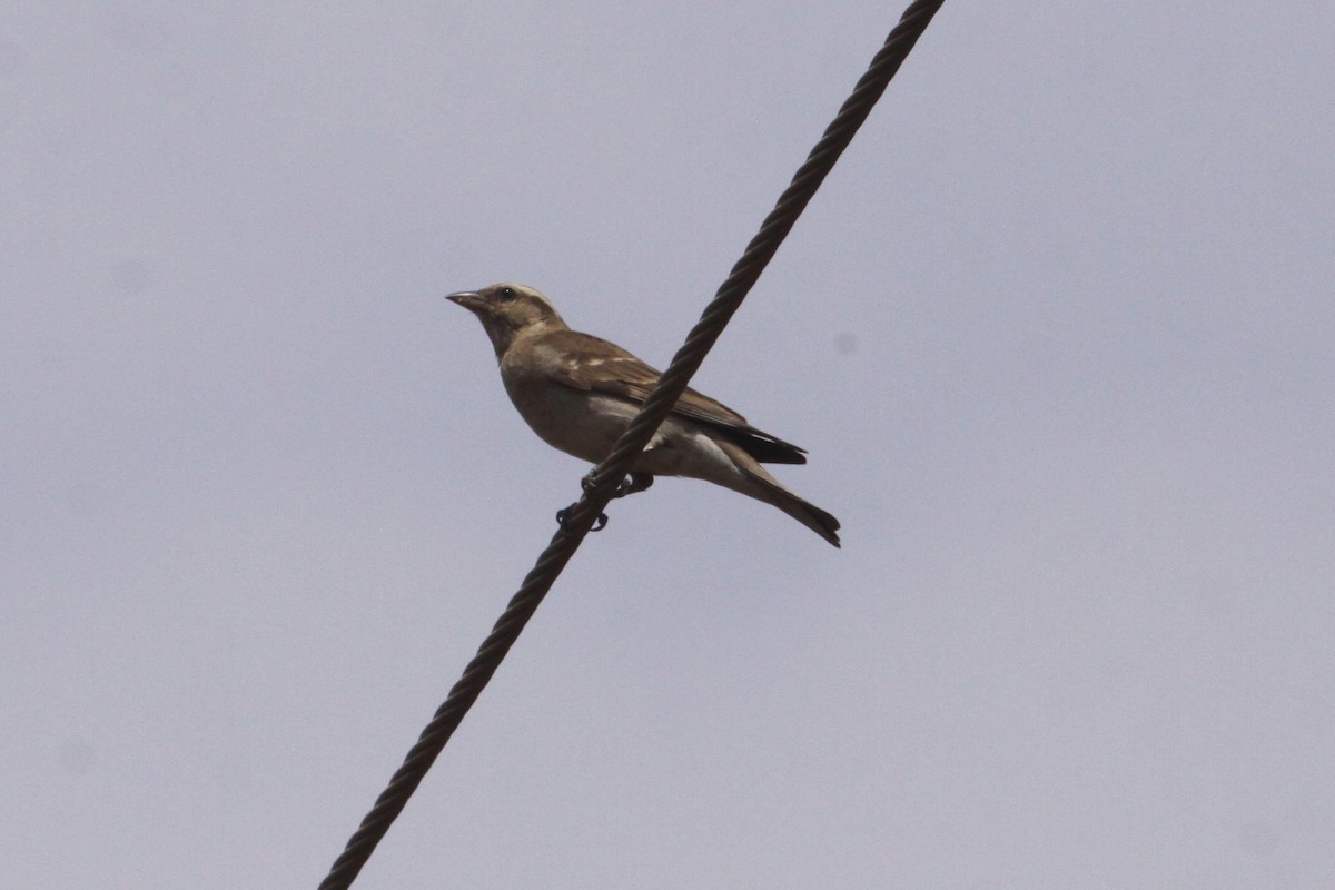 Yellow-throated Bush Sparrow - ML546999881