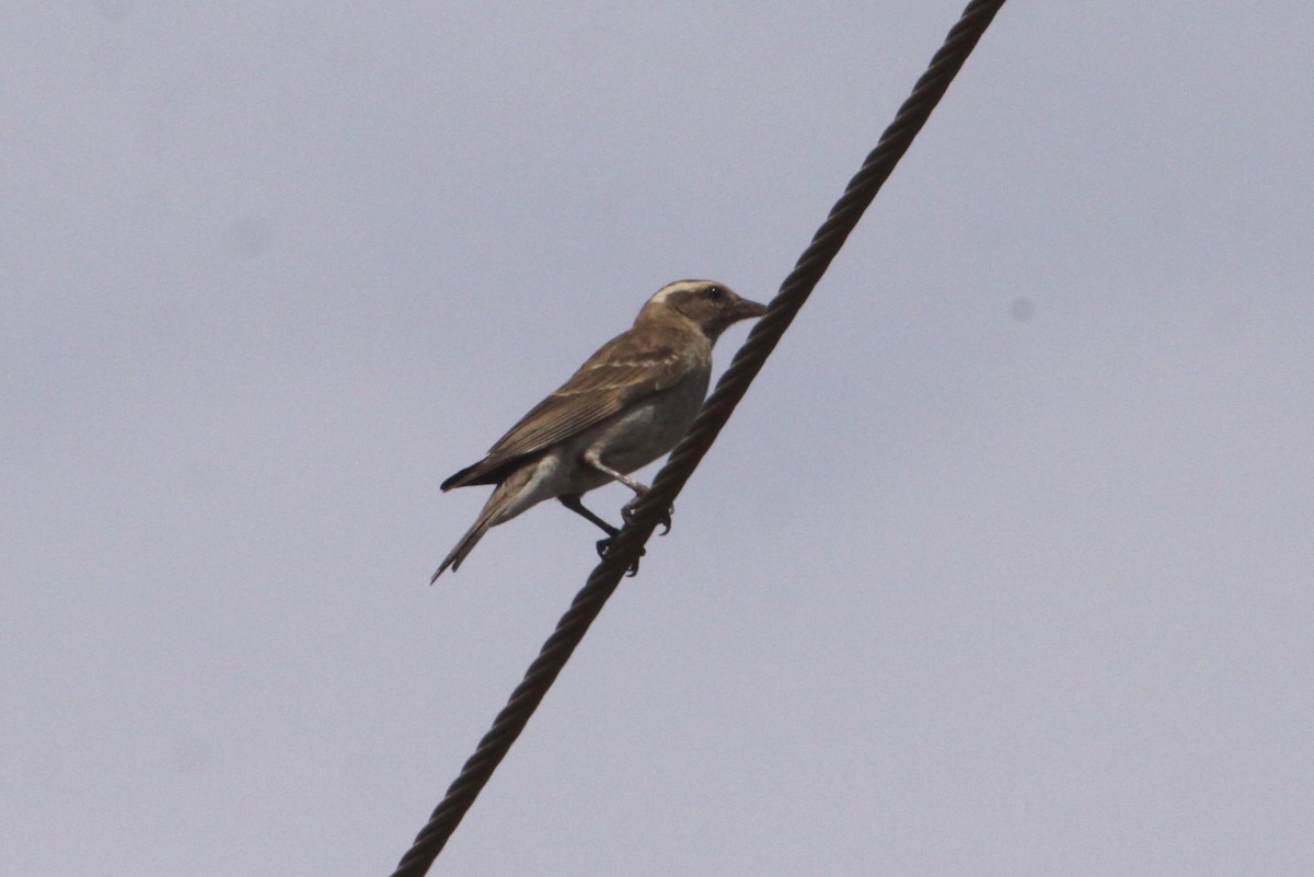 Yellow-throated Bush Sparrow - ML546999971