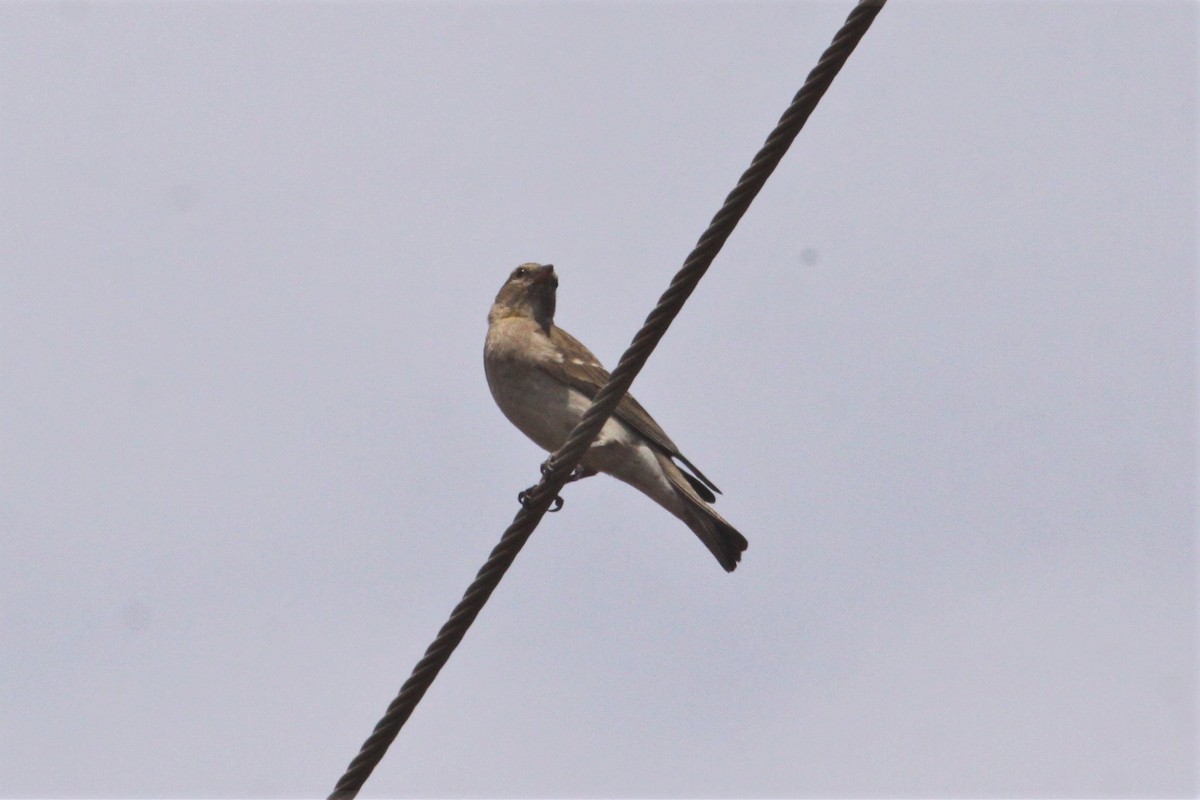 Yellow-throated Bush Sparrow - ML547000061