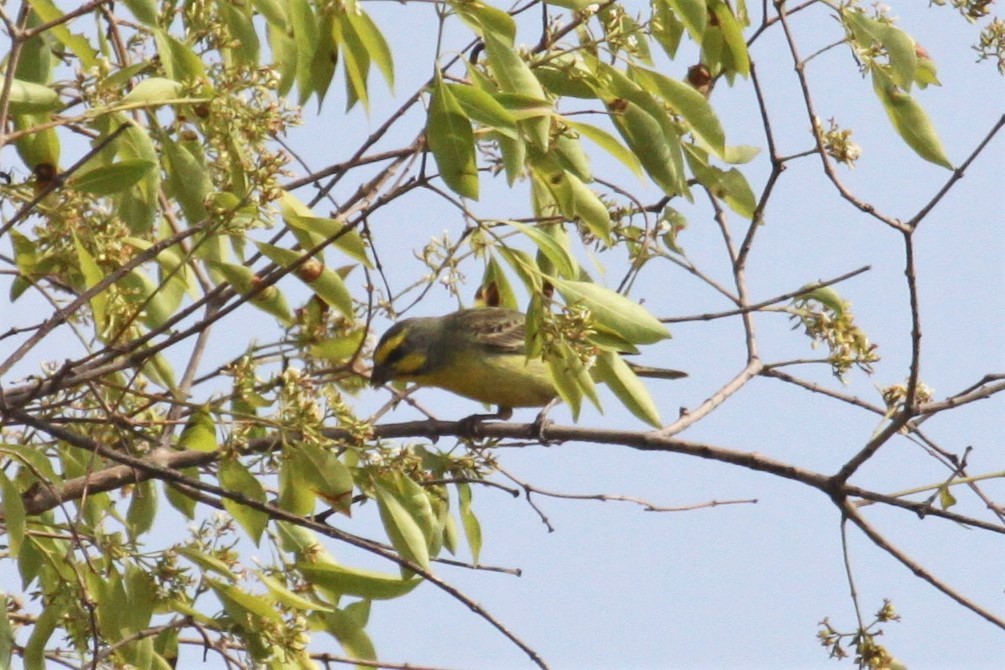 Yellow-fronted Canary - ML547000111