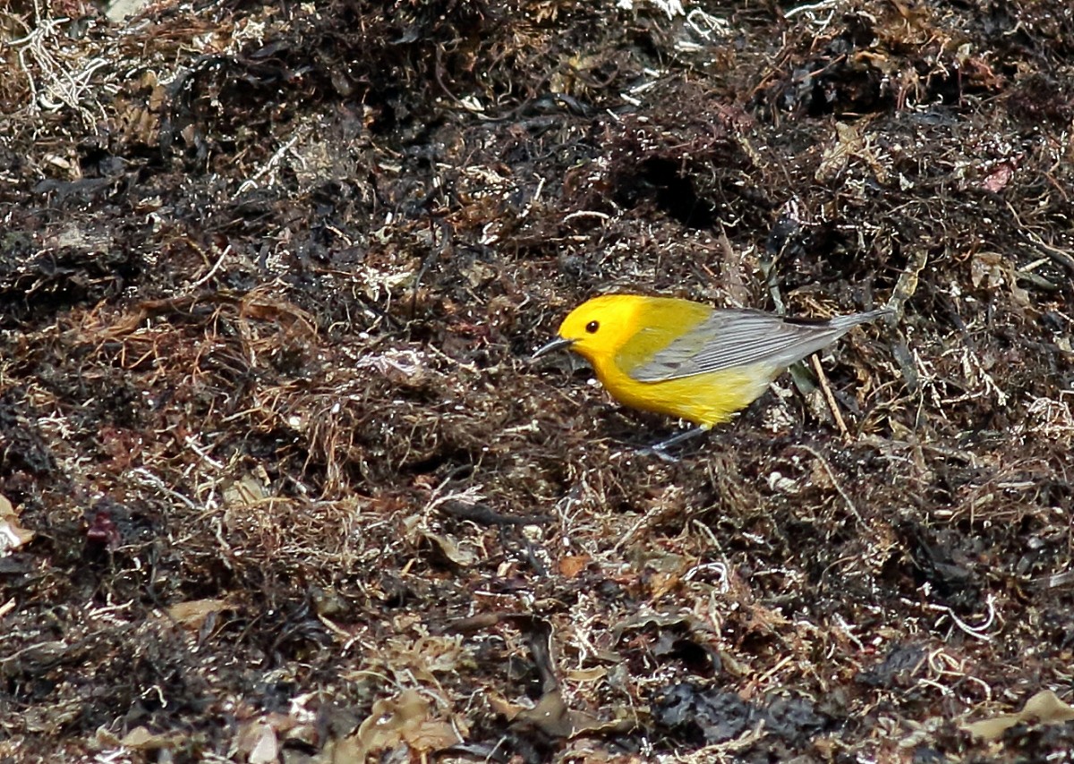 Prothonotary Warbler - ML54700021