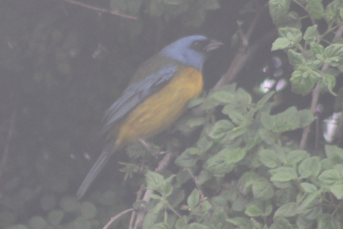 Blue-and-yellow Tanager - ML547001491