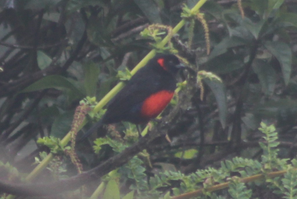 Scarlet-bellied Mountain Tanager - ML547001561