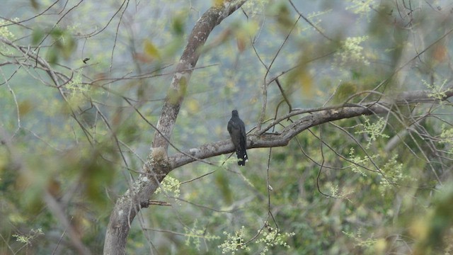 Gray-bellied Cuckoo - ML547001601