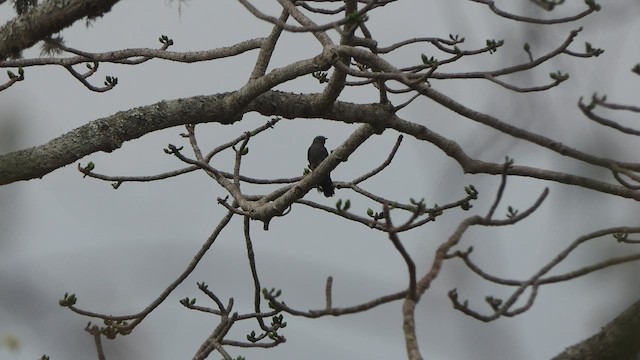 Gray-bellied Cuckoo - ML547001911