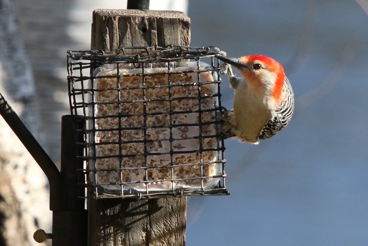 Red-bellied Woodpecker - Nate Popkin