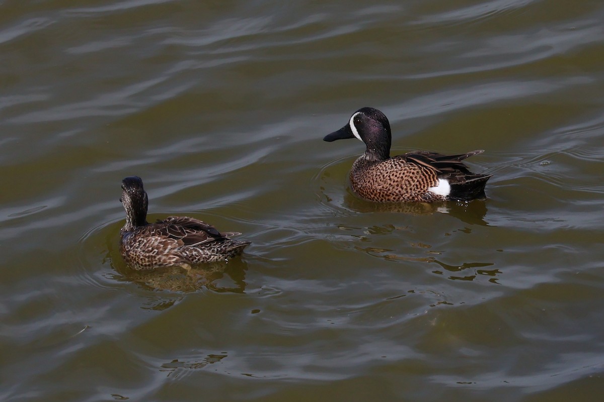 Blue-winged Teal - ML547003871