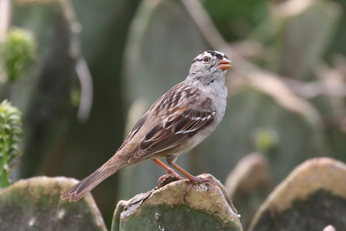 White-crowned Sparrow - ML54700711