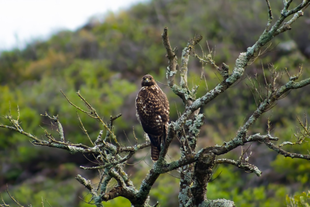 Red-tailed Hawk (socorroensis) - Gabriel Vessi
