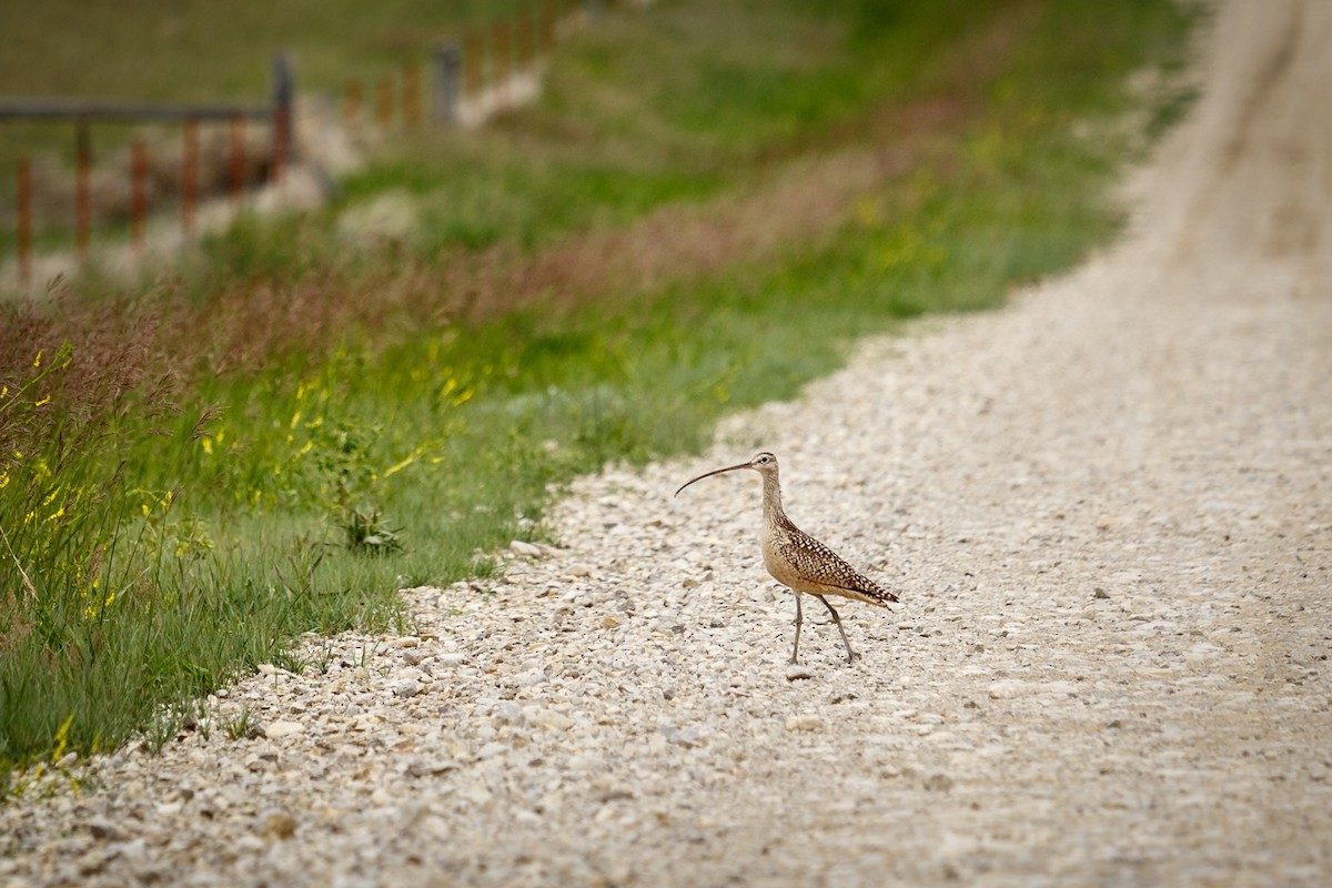 Long-billed Curlew - ML54700851