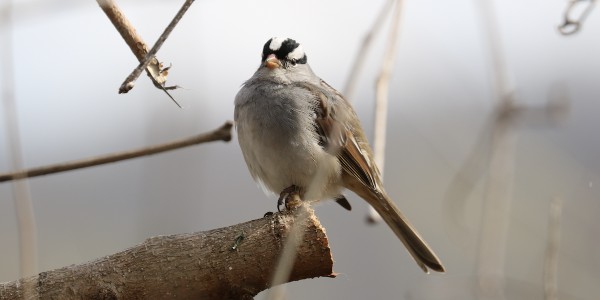 White-crowned Sparrow (Dark-lored) - ML547009511