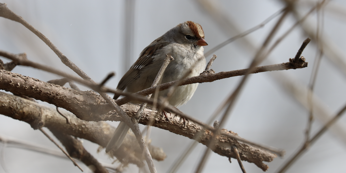 White-crowned Sparrow (Dark-lored) - ML547009521