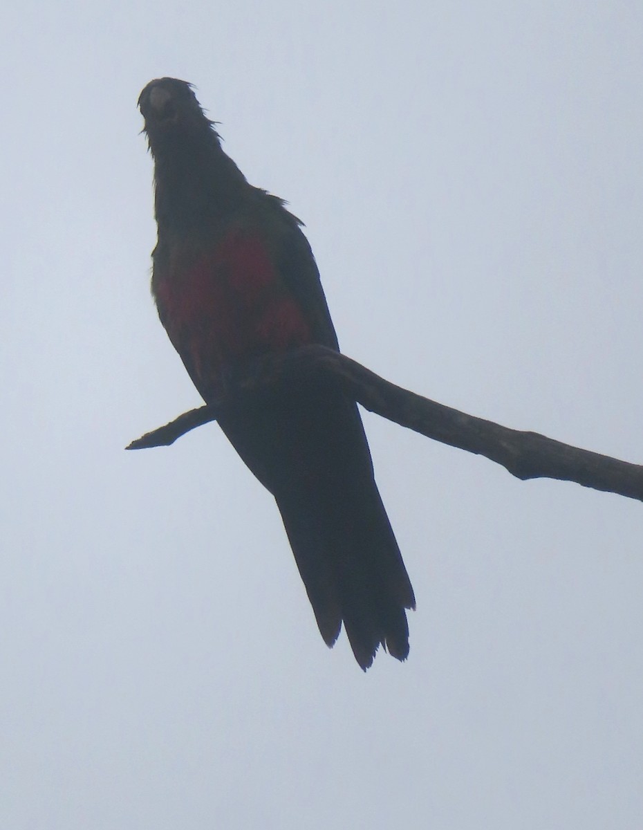 Australian King-Parrot - ML547010621