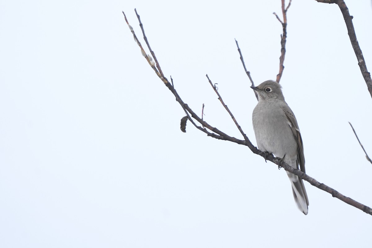 Townsend's Solitaire - ML547010691