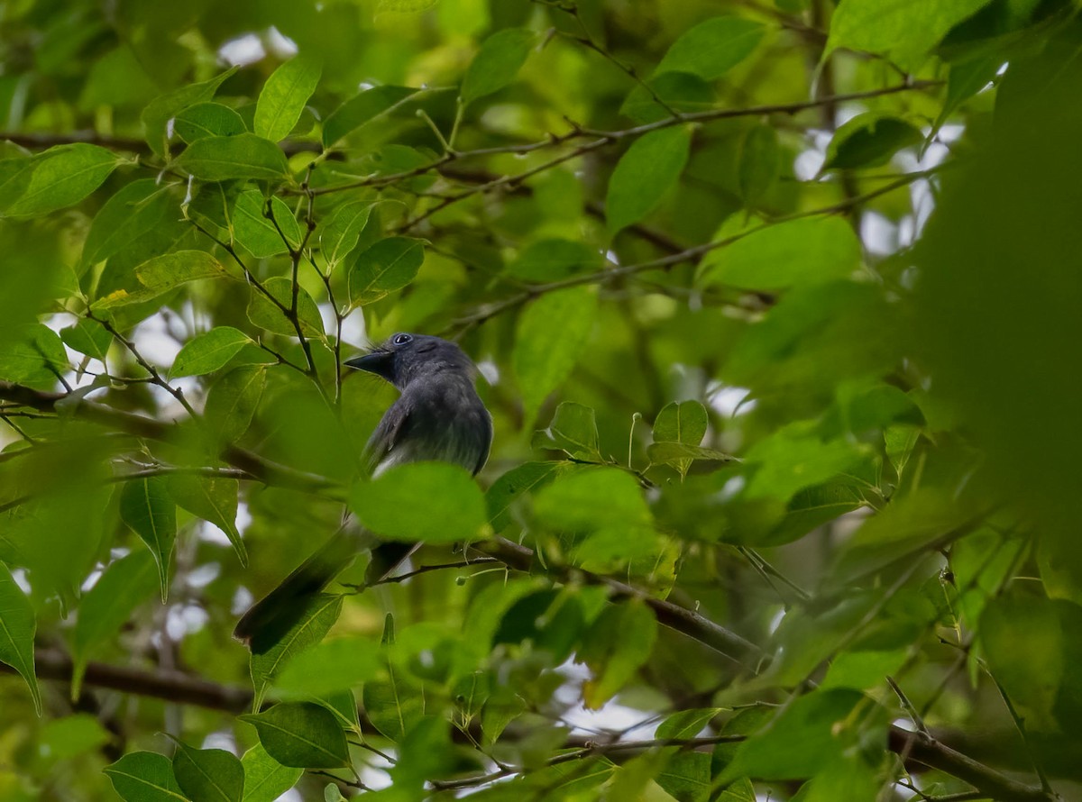 Short-crested Monarch - ML547016481