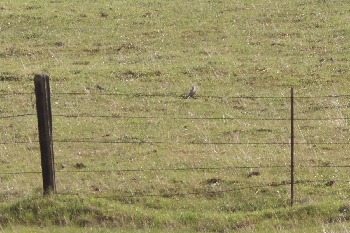 Western Kingbird - ML547016751