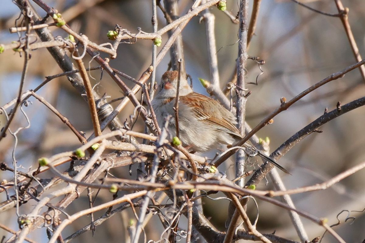 Field Sparrow - ML54701711