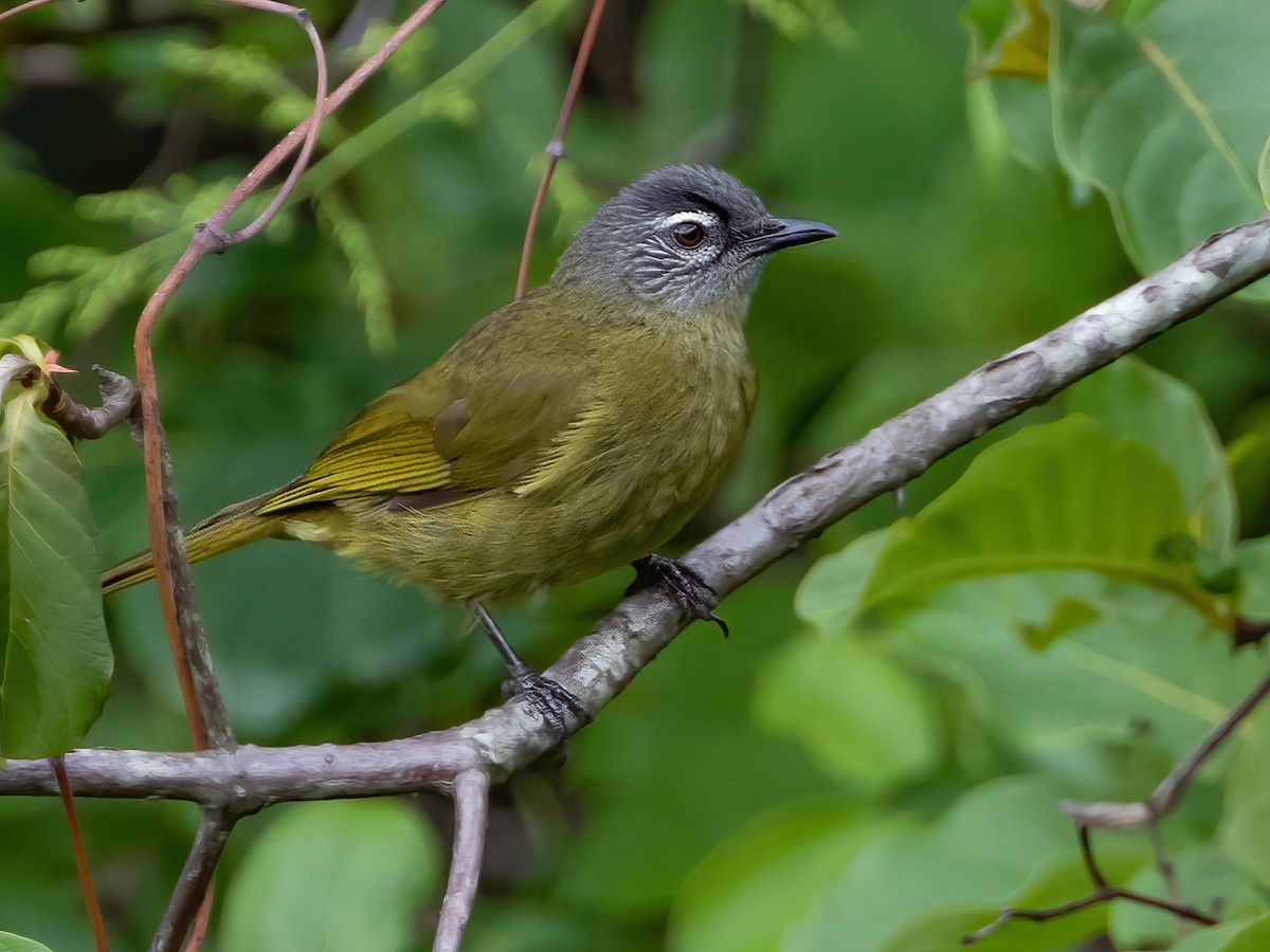 Stripe-cheeked Greenbul - Arizelocichla milanjensis - Birds of the World