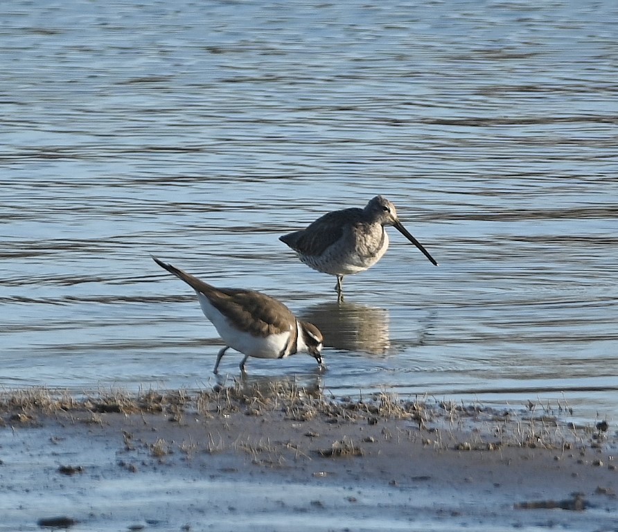 Long-billed Dowitcher - ML547018731
