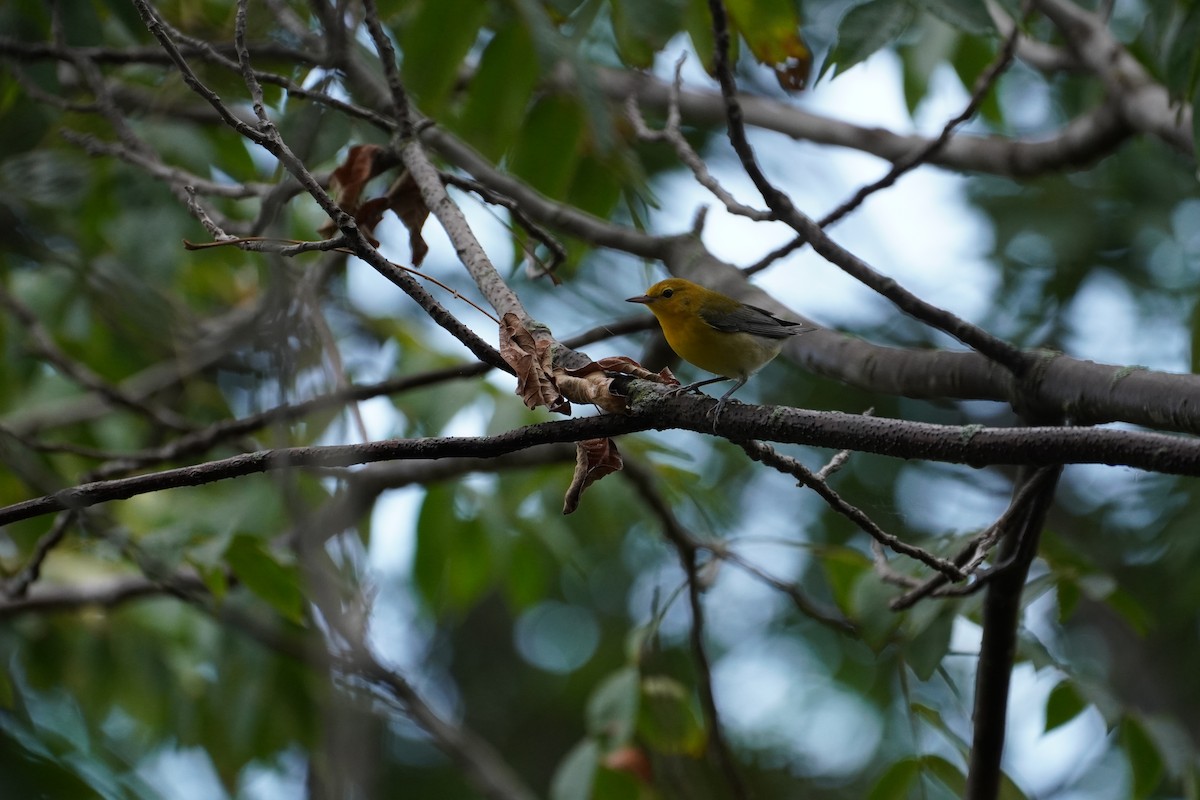 Prothonotary Warbler - ML547018741