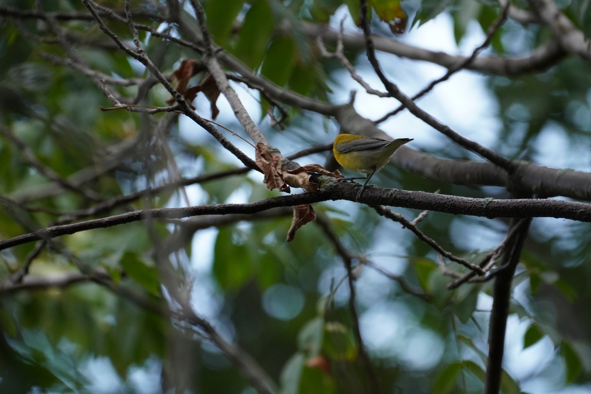 Prothonotary Warbler - ML547018841