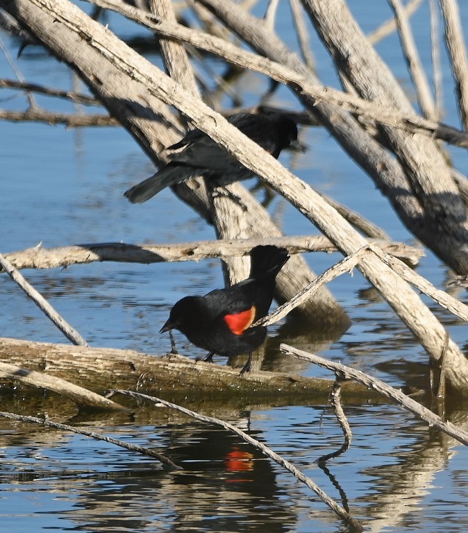 Red-winged Blackbird - ML547019301