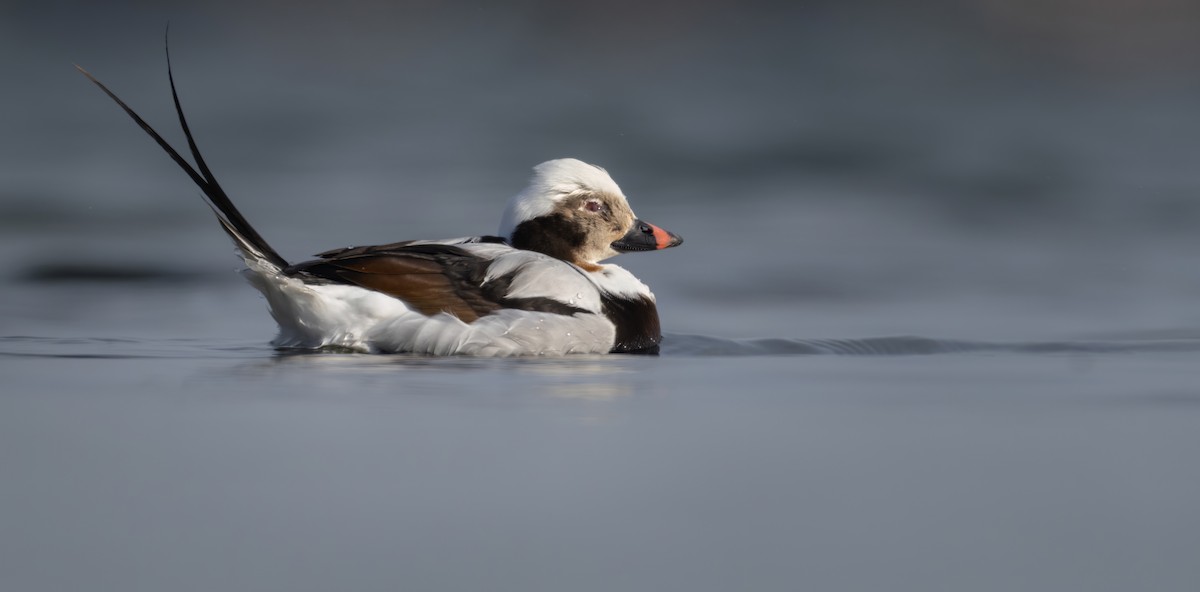 Long-tailed Duck - ML547021281