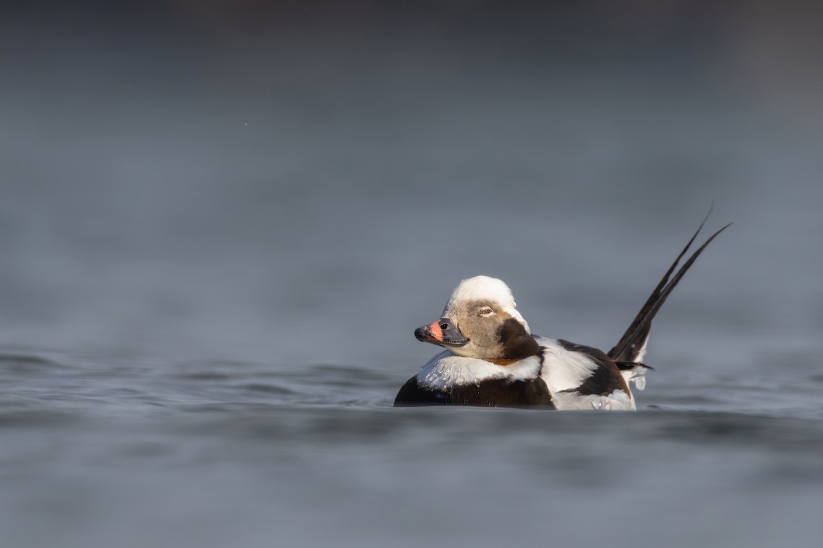 Long-tailed Duck - ML547021331