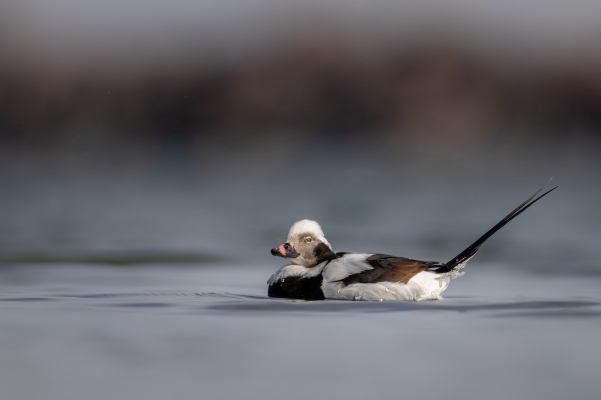 Long-tailed Duck - ML547021971