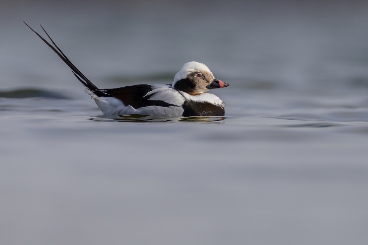 Long-tailed Duck - ML547022071