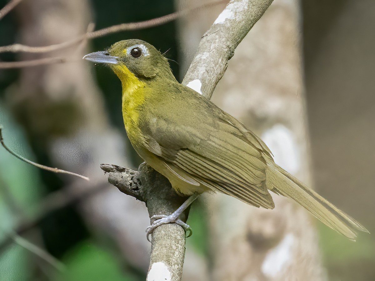 Green-tailed Bristlebill - Bleda eximius - Birds of the World